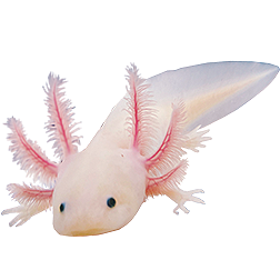 Leucistic Axolotl